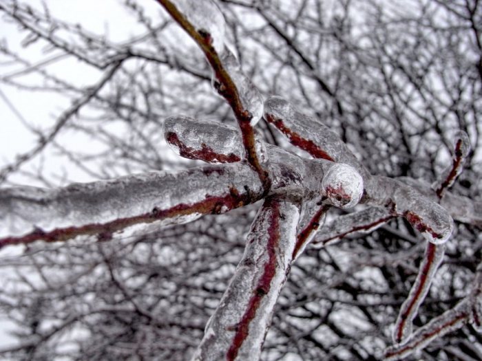 Ledovka na stromech