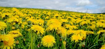 Charakteristika cirkulace v oblasti Atlantik - Evropa v dubnu 2021