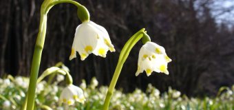 Včera krátce na Moravu vstoupilo jarní počasí