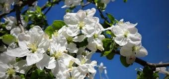 Letošní duben nabízí mrazivý začátek a zřejmě tropický konec